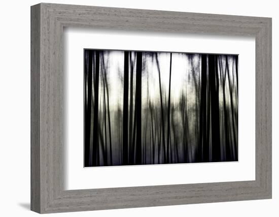 Hanging in the Branches-Rory Garforth-Framed Photographic Print