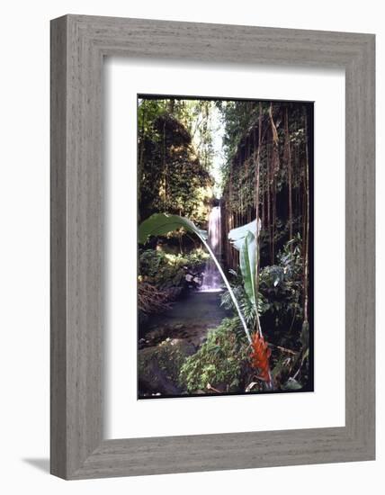 Hanging Liana Vines Frame Waterfall Tumbling Into Emerald Pool-John Dominis-Framed Photographic Print