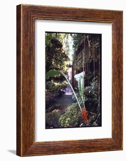 Hanging Liana Vines Frame Waterfall Tumbling Into Emerald Pool-John Dominis-Framed Photographic Print