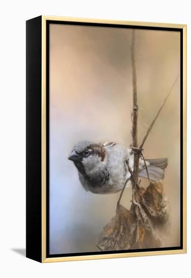 Hanging on Sparrow-Jai Johnson-Framed Premier Image Canvas