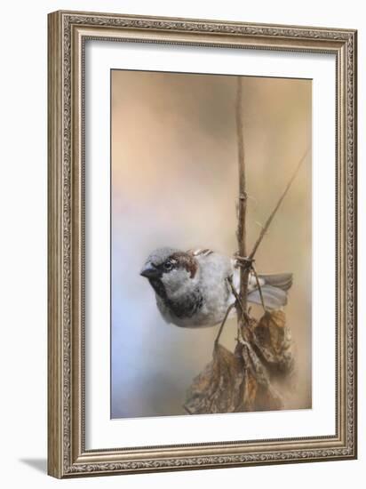 Hanging on Sparrow-Jai Johnson-Framed Giclee Print