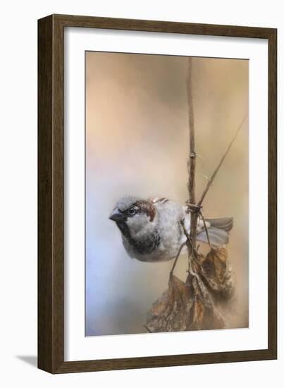 Hanging on Sparrow-Jai Johnson-Framed Giclee Print