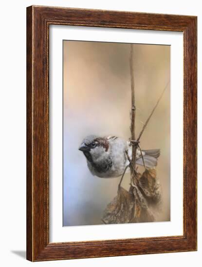 Hanging on Sparrow-Jai Johnson-Framed Giclee Print