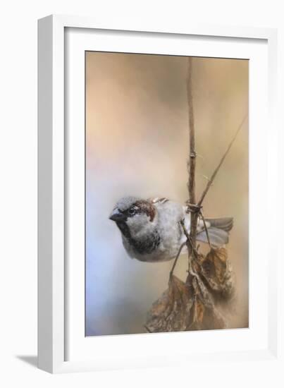 Hanging on Sparrow-Jai Johnson-Framed Giclee Print