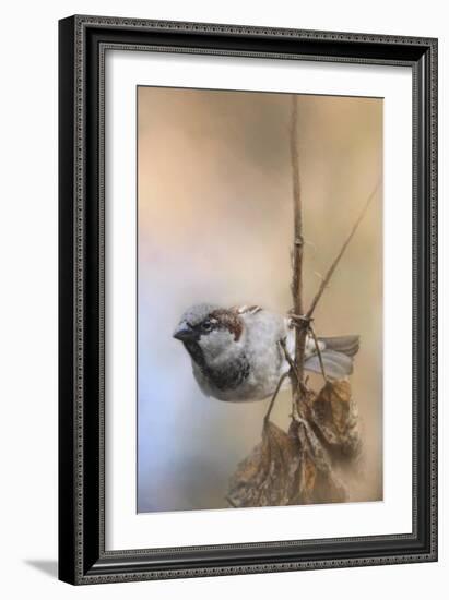 Hanging on Sparrow-Jai Johnson-Framed Giclee Print