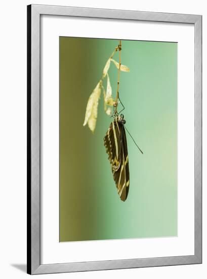 Hanging Out-Chris Moyer-Framed Photographic Print