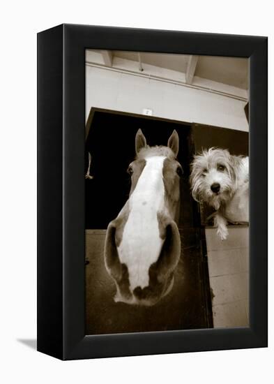 Hanging Out-Jim Dratfield-Framed Stretched Canvas