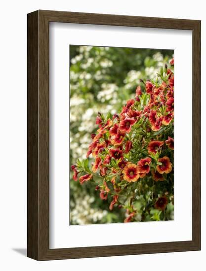 Hanging planters of Calibrachoa, or Million Bells or Trailing Petunia.-Janet Horton-Framed Photographic Print