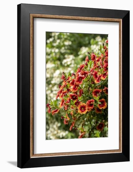 Hanging planters of Calibrachoa, or Million Bells or Trailing Petunia.-Janet Horton-Framed Photographic Print