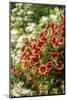 Hanging planters of Calibrachoa, or Million Bells or Trailing Petunia.-Janet Horton-Mounted Photographic Print