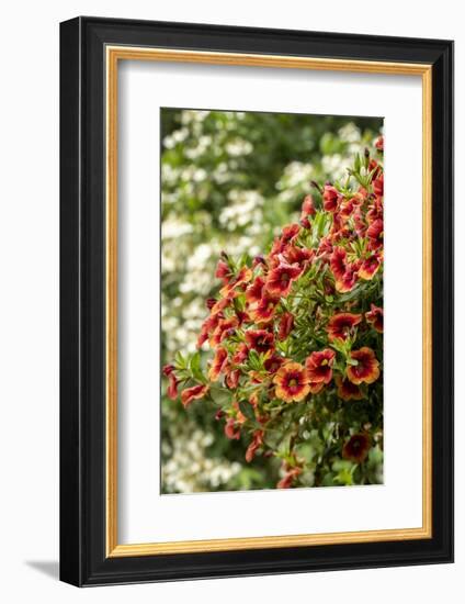 Hanging planters of Calibrachoa, or Million Bells or Trailing Petunia.-Janet Horton-Framed Photographic Print