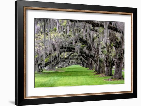 Hanging to the Left-Daniel Burt-Framed Photographic Print