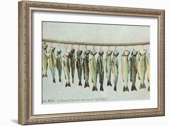 Hanging Trout, Soo Rapids, Michigan-null-Framed Art Print