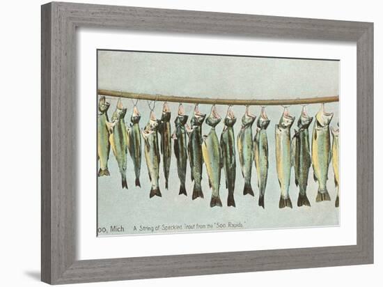 Hanging Trout, Soo Rapids, Michigan-null-Framed Art Print