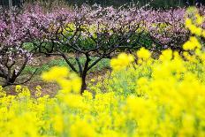 Pink Peach Flowers with Yellow Oilseed Rape Blossom.-hanhanpeggy-Laminated Photographic Print