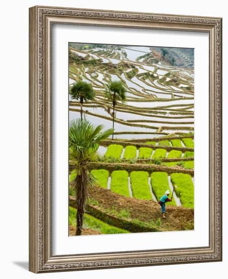 Hani Woman in Flooded Jiayin Terraces, Honghe County, Yunnan Province, China-Charles Crust-Framed Photographic Print