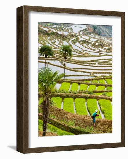 Hani Woman in Flooded Jiayin Terraces, Honghe County, Yunnan Province, China-Charles Crust-Framed Photographic Print