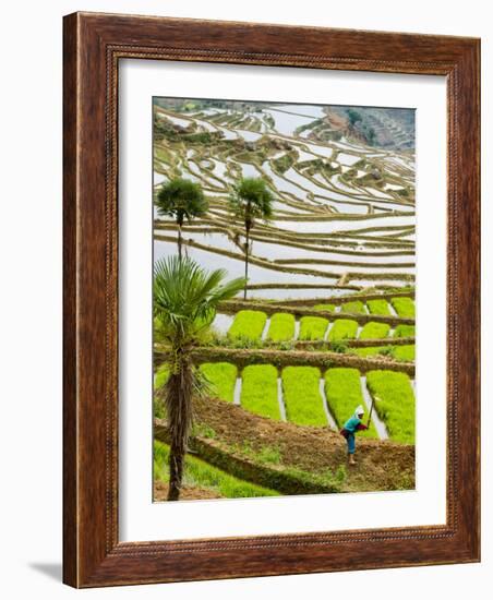 Hani Woman in Flooded Jiayin Terraces, Honghe County, Yunnan Province, China-Charles Crust-Framed Photographic Print