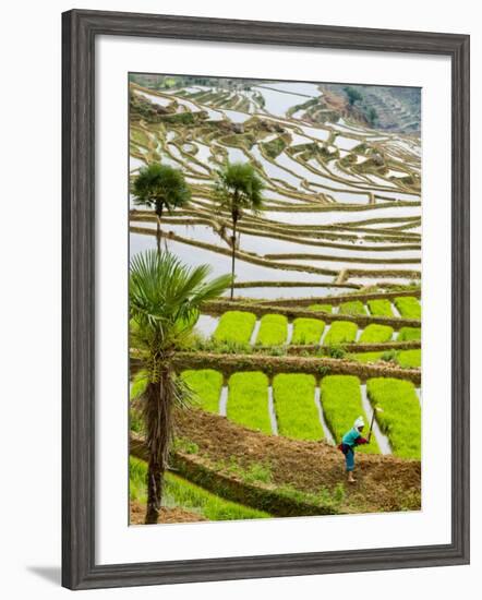 Hani Woman in Flooded Jiayin Terraces, Honghe County, Yunnan Province, China-Charles Crust-Framed Photographic Print