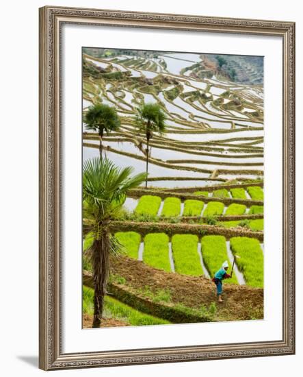 Hani Woman in Flooded Jiayin Terraces, Honghe County, Yunnan Province, China-Charles Crust-Framed Photographic Print