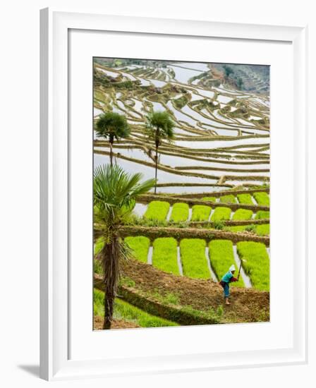 Hani Woman in Flooded Jiayin Terraces, Honghe County, Yunnan Province, China-Charles Crust-Framed Photographic Print