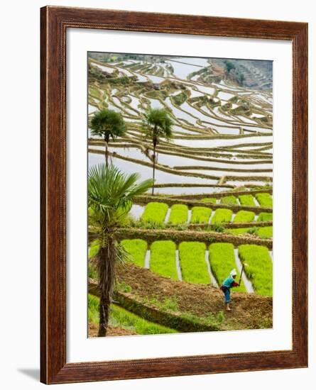 Hani Woman in Flooded Jiayin Terraces, Honghe County, Yunnan Province, China-Charles Crust-Framed Photographic Print