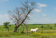 Horse-Hank Shiffman-Framed Photographic Print