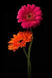 Pink, Orange Gerbera with Stem Isolated on Black-Hanna Slavinska-Photographic Print