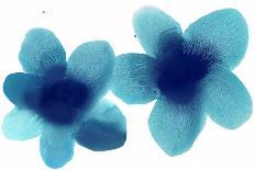 Aqua Blooms I-Hannah Carlson-Art Print