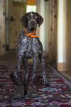 A Humorous Photo Of A German Shorthaired Pointer Wearing A Pair Of Mens Boots-Hannah Dewey-Photographic Print