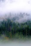 Foggy Morning In The Forest Of North Cascades National Park-Hannah Dewey-Framed Photographic Print