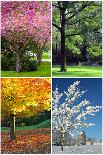 Four Seasons Collage: Spring, Summer, Autumn, Winter-Hannamariah-Art Print