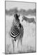 Premium Photographic Print