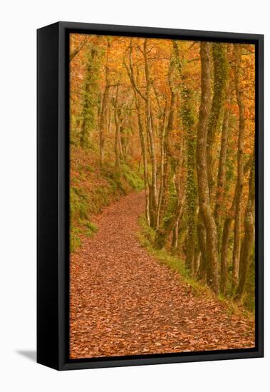 Hannicombe Wood Near to Fingle Bridge-Julian Elliott-Framed Premier Image Canvas