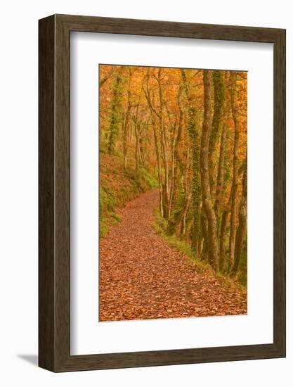 Hannicombe Wood Near to Fingle Bridge-Julian Elliott-Framed Photographic Print