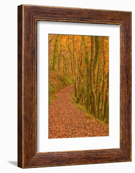 Hannicombe Wood Near to Fingle Bridge-Julian Elliott-Framed Photographic Print