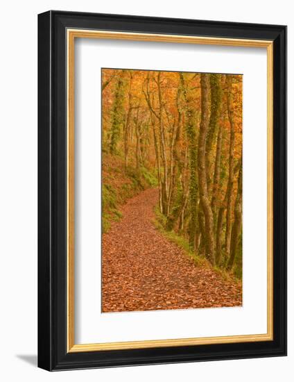 Hannicombe Wood Near to Fingle Bridge-Julian Elliott-Framed Photographic Print