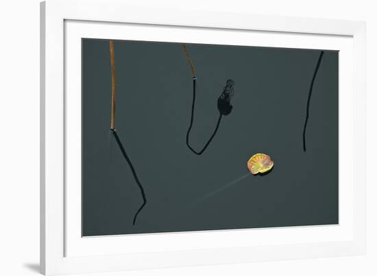 Hanoi Lotus-Nhiem Hoang The-Framed Giclee Print