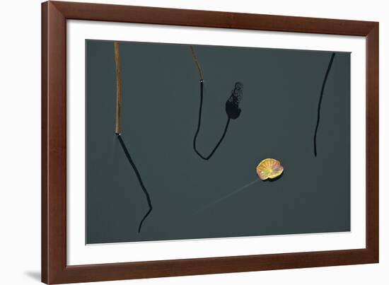 Hanoi Lotus-Nhiem Hoang The-Framed Giclee Print