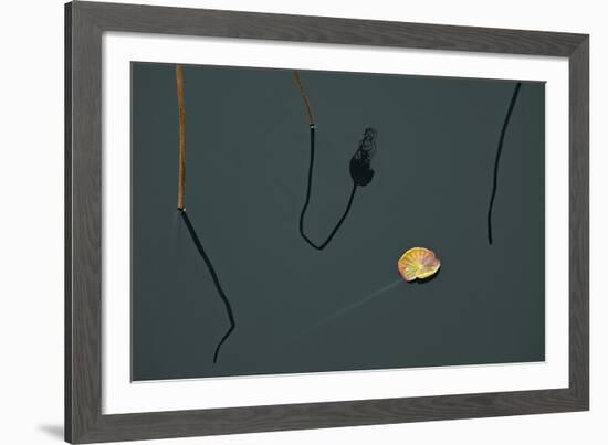 Hanoi Lotus-Nhiem Hoang The-Framed Giclee Print