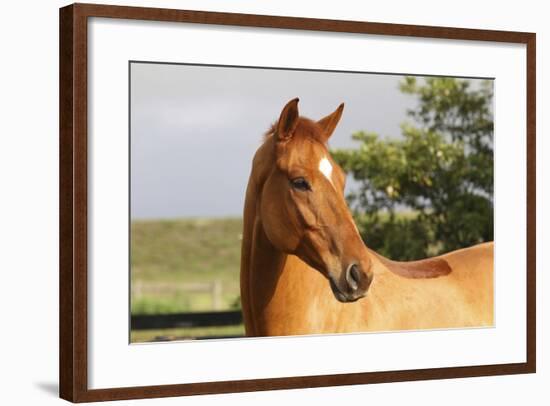 Hanovarian 002-Bob Langrish-Framed Photographic Print