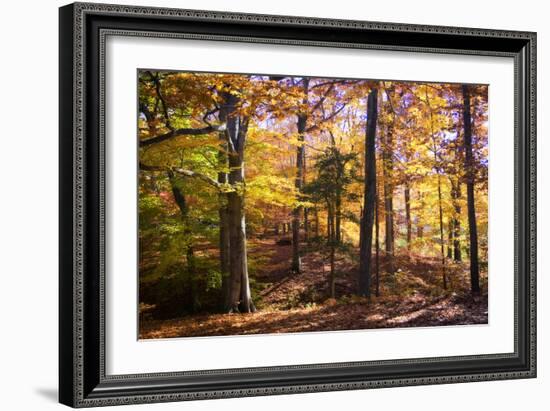 Hanover Forest II-Alan Hausenflock-Framed Photographic Print