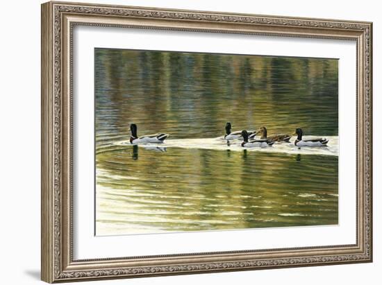 Hanover Mallards-Bruce Dumas-Framed Giclee Print