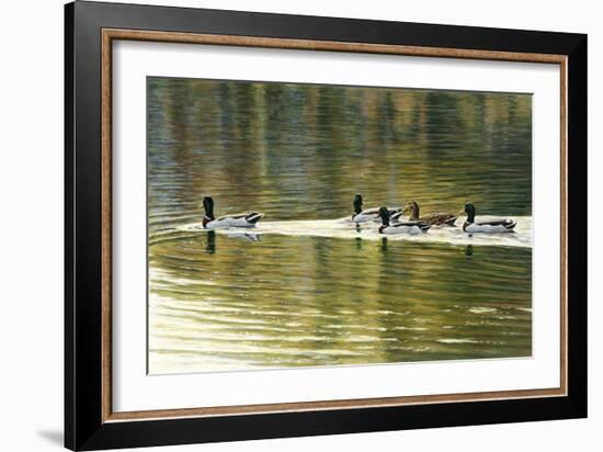 Hanover Mallards-Bruce Dumas-Framed Giclee Print