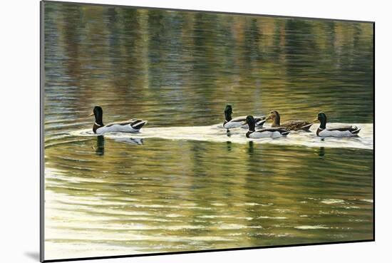 Hanover Mallards-Bruce Dumas-Mounted Giclee Print