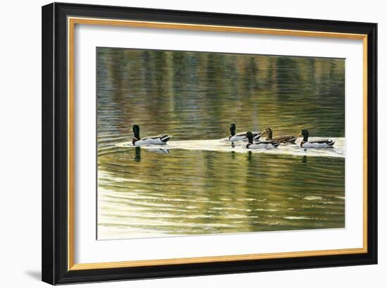 Hanover Mallards-Bruce Dumas-Framed Giclee Print