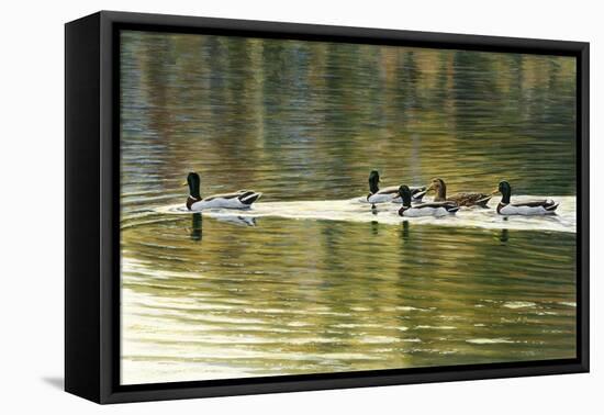 Hanover Mallards-Bruce Dumas-Framed Premier Image Canvas