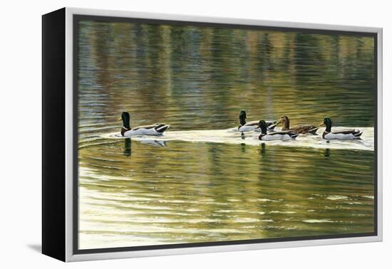 Hanover Mallards-Bruce Dumas-Framed Premier Image Canvas