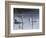 Hanover Swans Five-Bruce Dumas-Framed Giclee Print