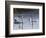 Hanover Swans Five-Bruce Dumas-Framed Giclee Print